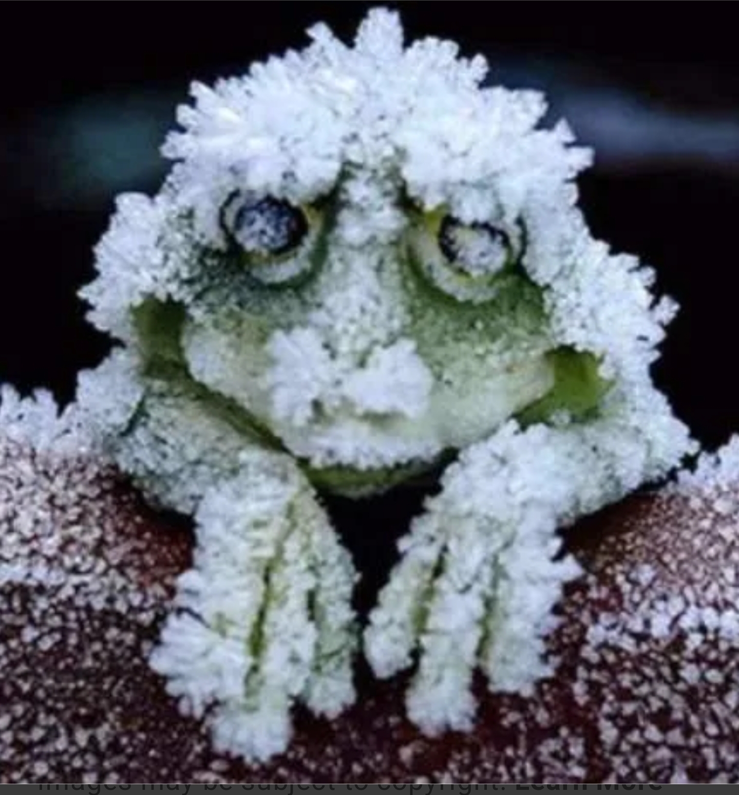 Frozen%20wood%20frog